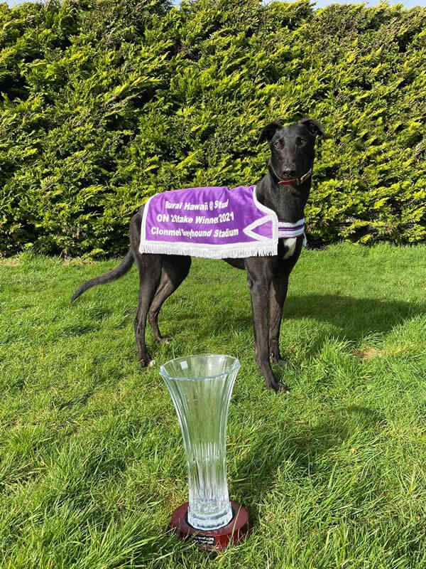 Jackslittlething – Rural Hawaii @ Stud ON2 Unraced Stake Final 2