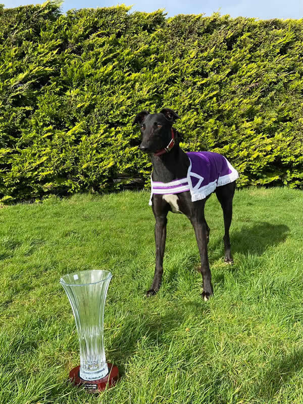 Jackslittlething – Rural Hawaii @ Stud ON2 Unraced Stake Final 3