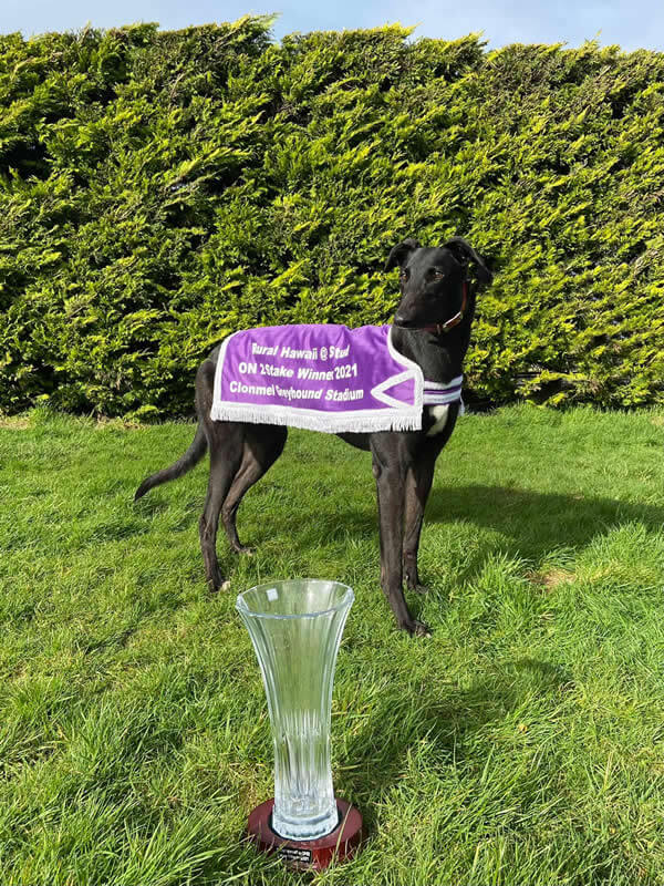 Jackslittlething – Rural Hawaii @ Stud ON2 Unraced Stake Final 4