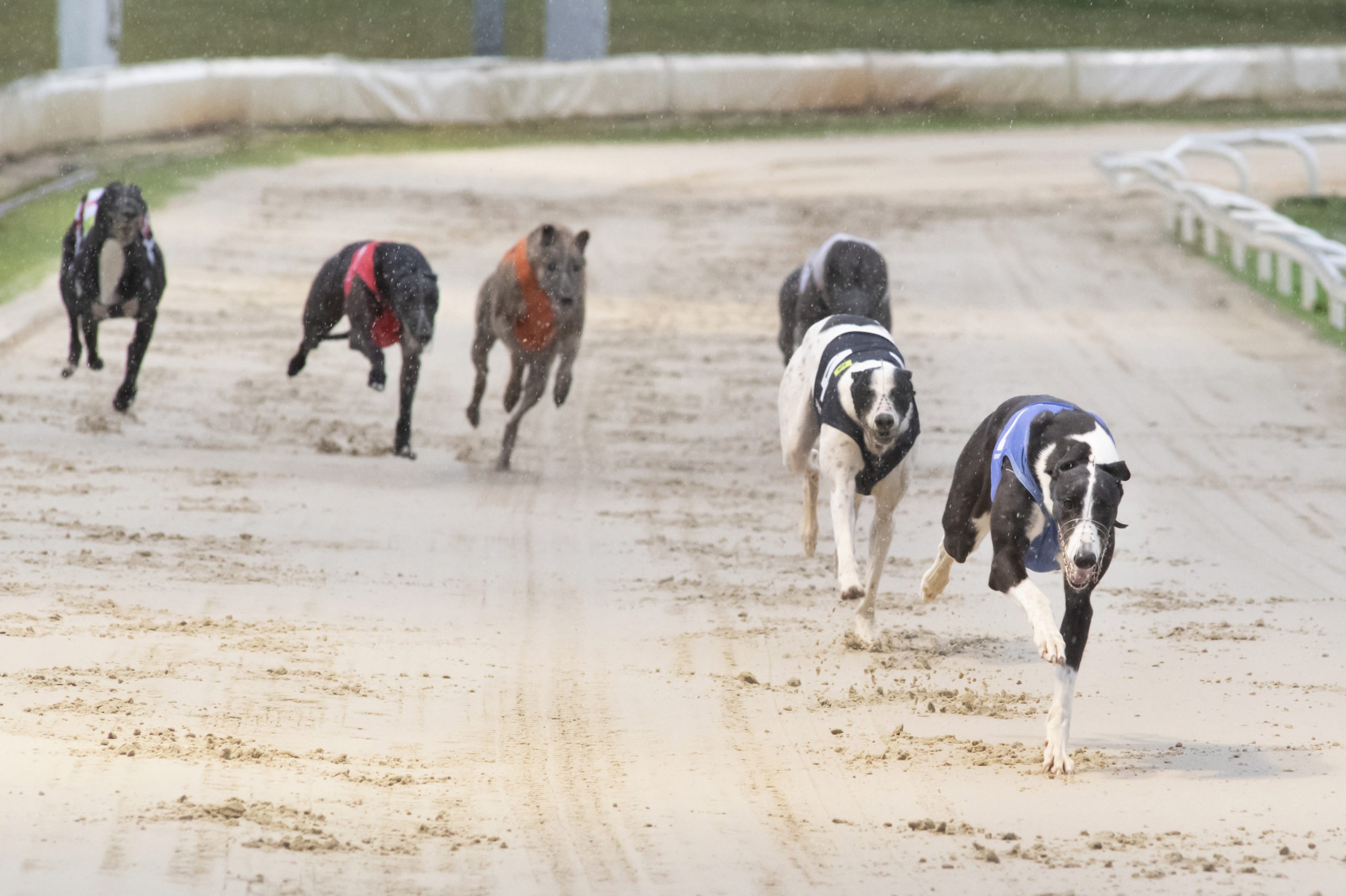 Romeo-Magico-WinsDerbySemi-scaled